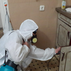 Дезинфекция от муравьев в квартире в Весьегонске